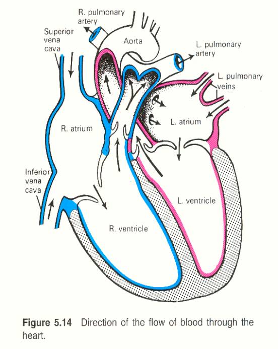 labelling the heart worksheet | Diabetes Inc.